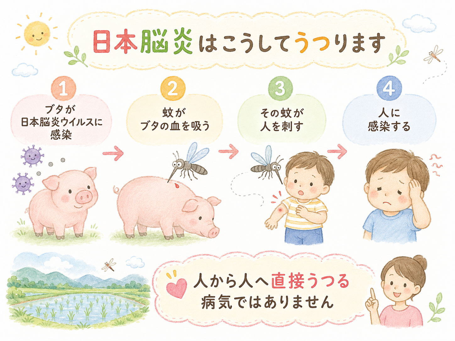 ブタ、蚊、人を介した日本脳炎の感染経路を説明するイラスト