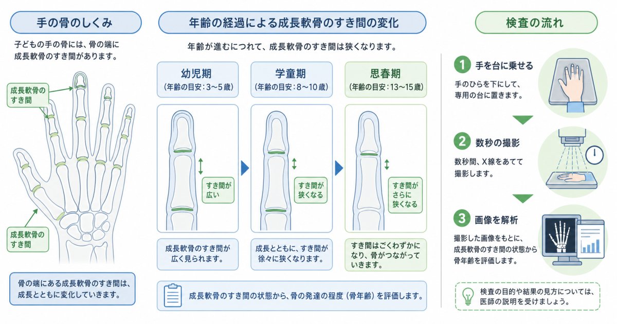骨年齢とは何か：手のレントゲン撮影でわかる骨の成熟度